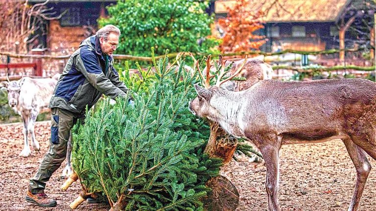 Christmas Gifts for Animals
