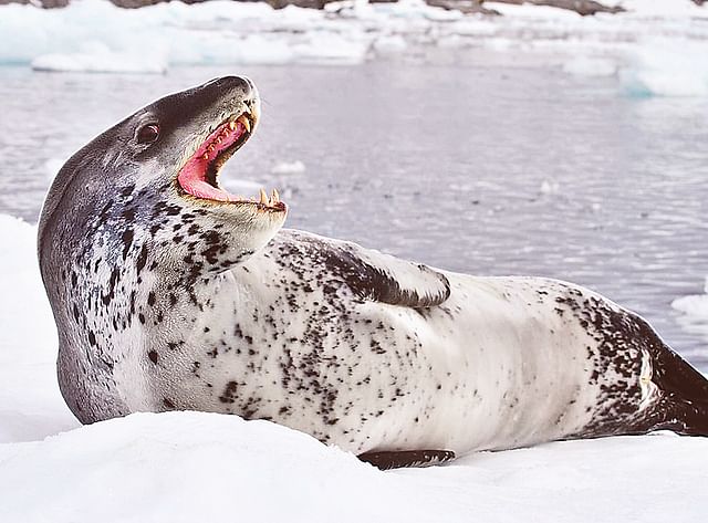Shark-eating seals