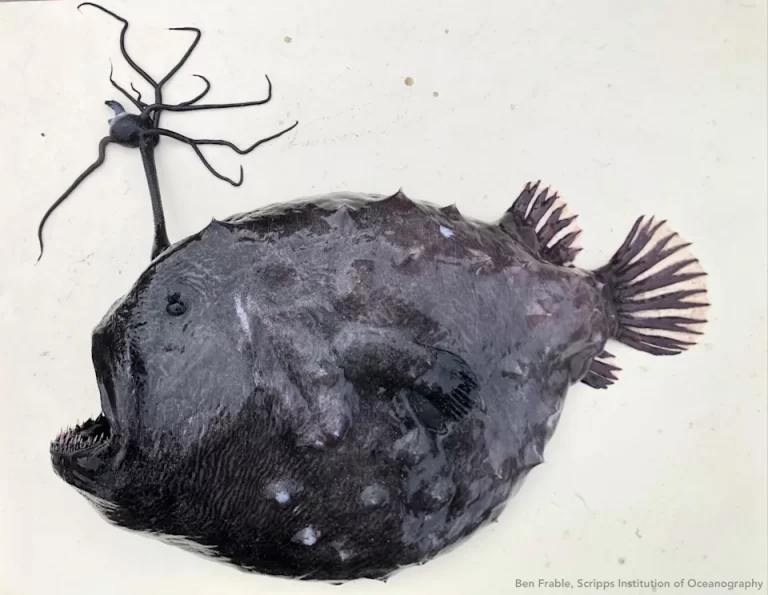 footballfish