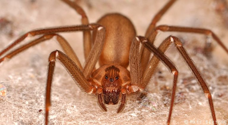 How poisonous are spiders?