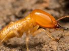 Dealing with Termites in Your Home
