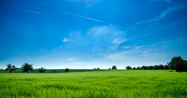 Artificial Grass