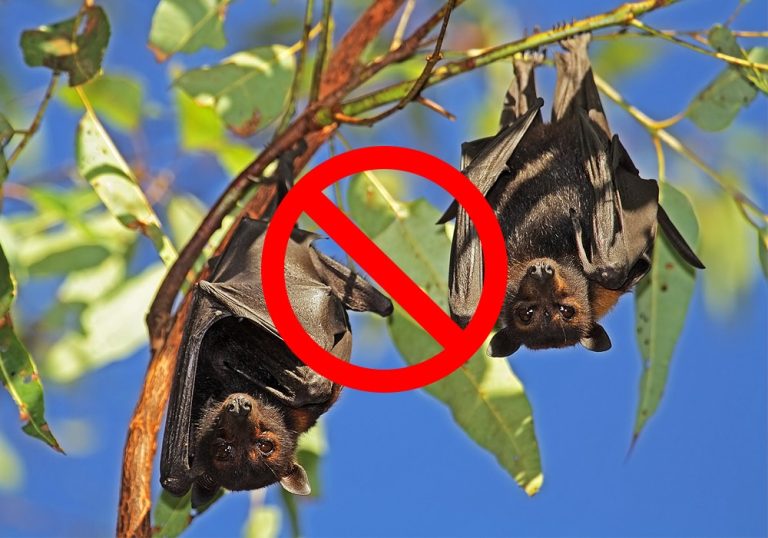Bat