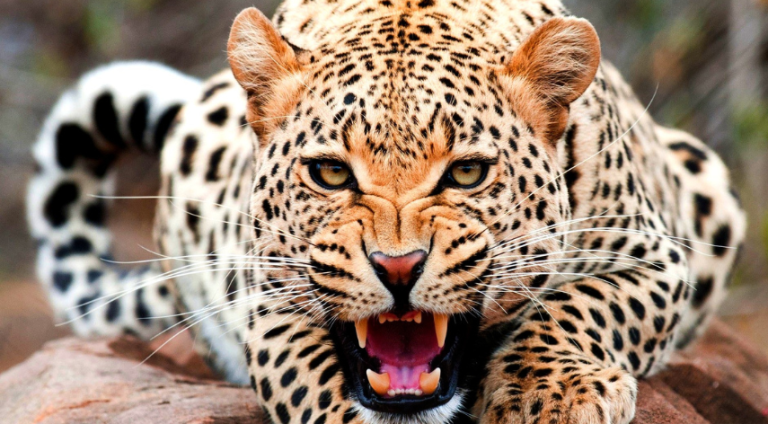 Rajkotupdates.news:cheetah-magnificent-but-fragile-experts-list-concerns-for-cheetahs