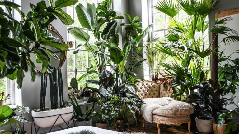 plants